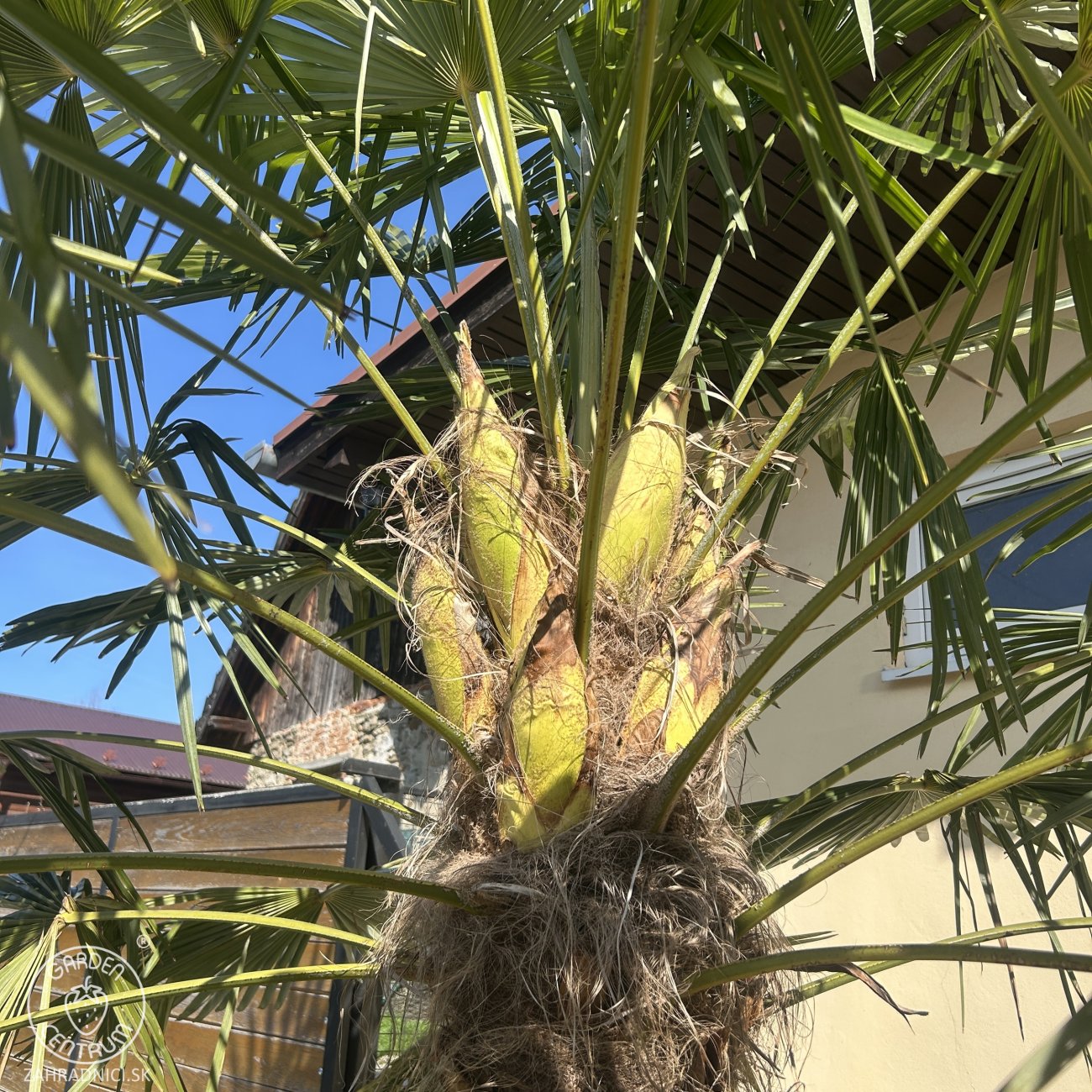 Obrázok Palma konopná (Trachycarpus fortunei) - výška kmeňa 110-130 cm, celková výška 250-270 cm, kont. C70L (-17°C)